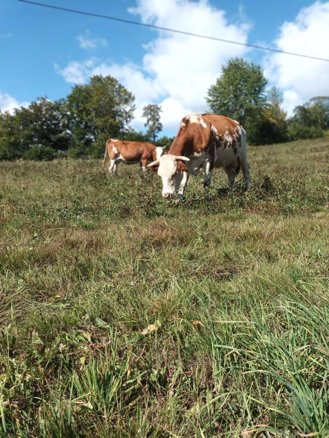 Motylowe Wzgorze Bieszczady